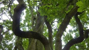 Geäst und Baumkrone einer Zypressen-Eiche im Regensburger Herzogspark